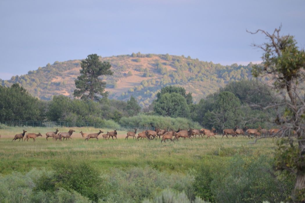 Chama River Ranch, Chama, NM 87520 Sotheby's International Realty, Inc.