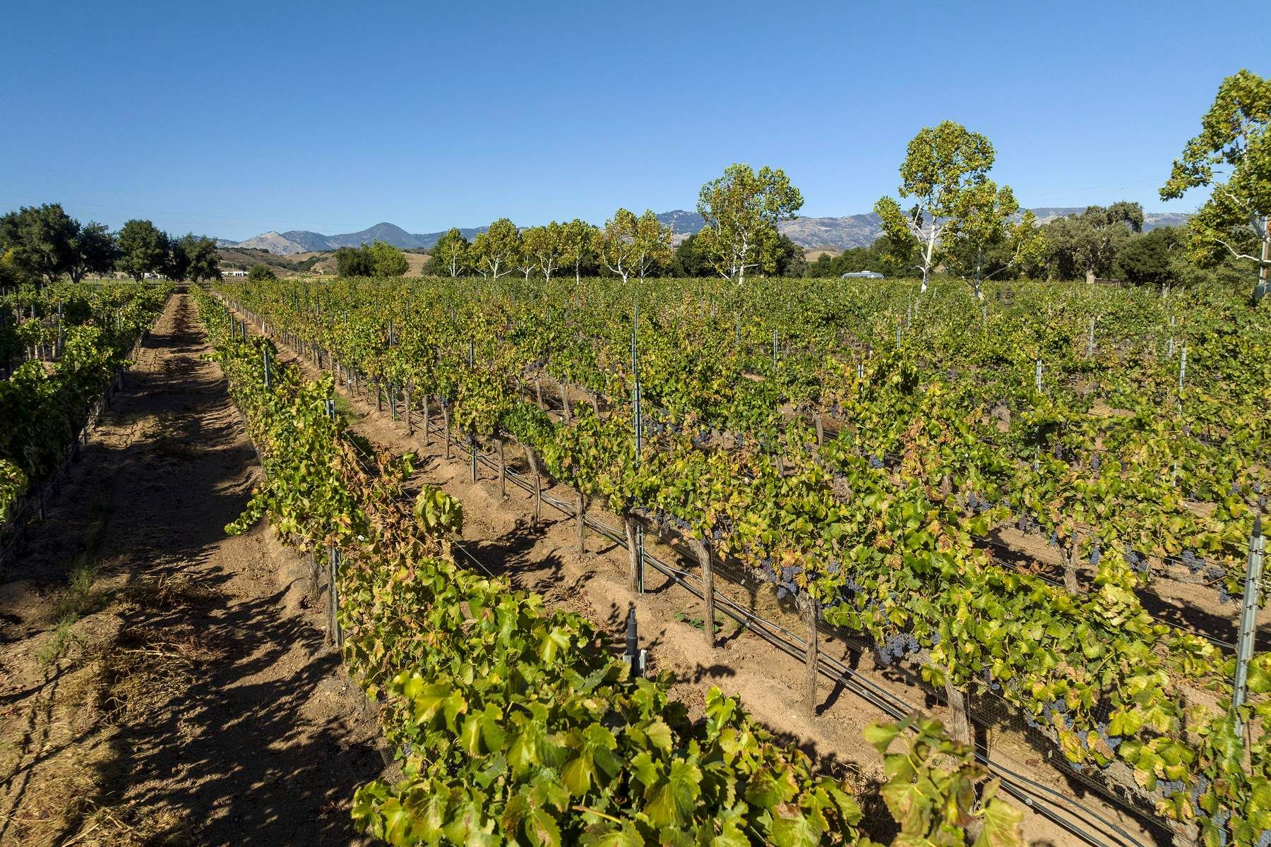 4230 Casey Avenue, Santa Ynez, CA 93460