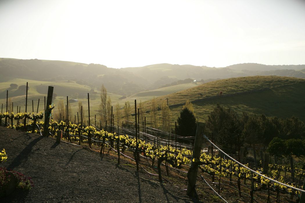 25200 Arnold Drive, Sonoma, CA 95476 Sotheby's International Realty, Inc.